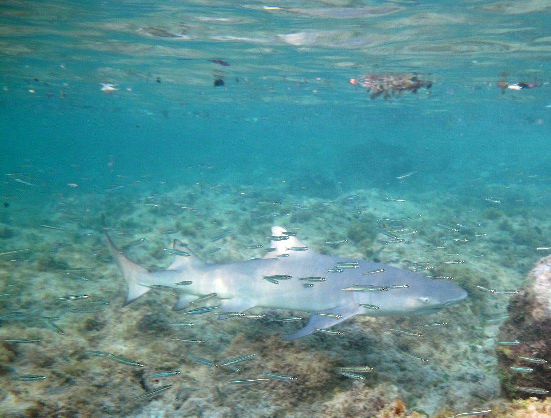 a shark swimming in the water aboard THE BIG DOG Yacht for Charter