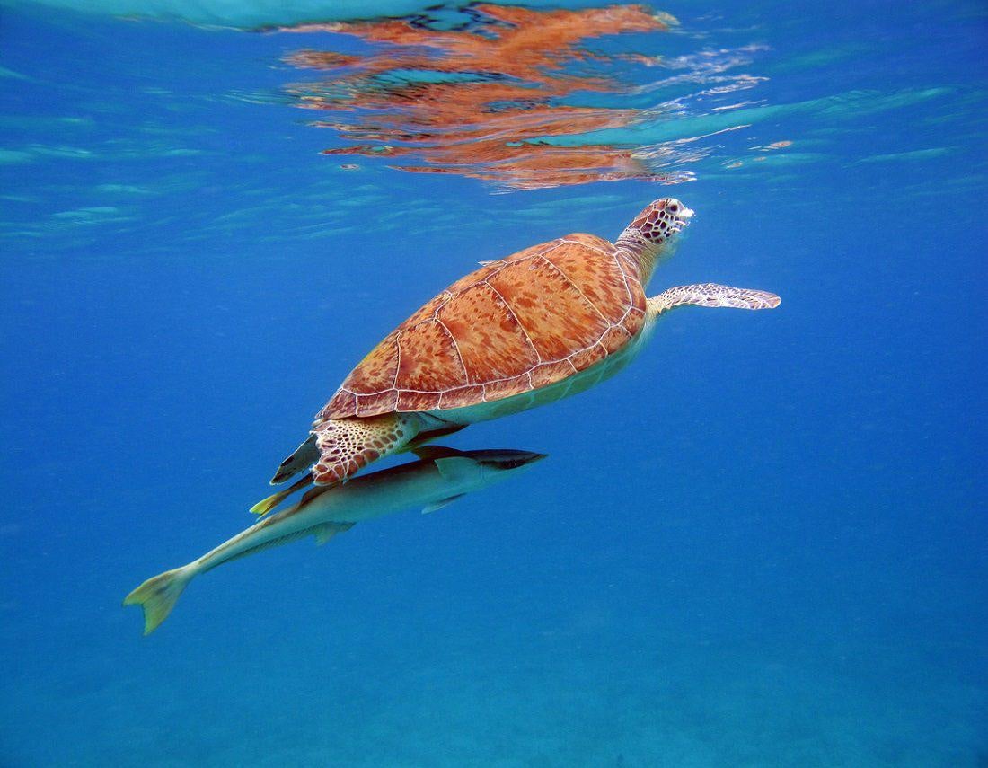 a turtle swimming in water aboard THE BIG DOG Yacht for Charter