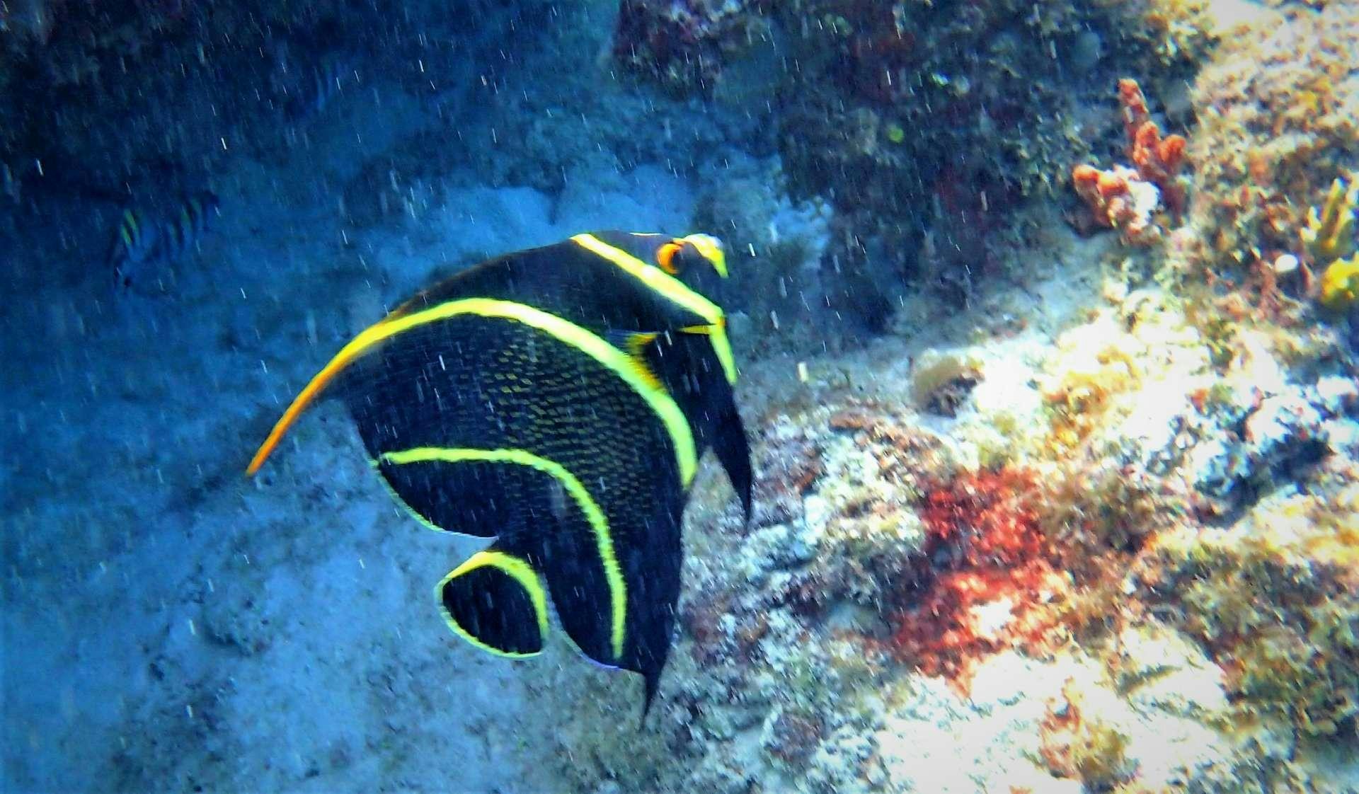 a fish swimming in water aboard ELIXIR Yacht for Charter