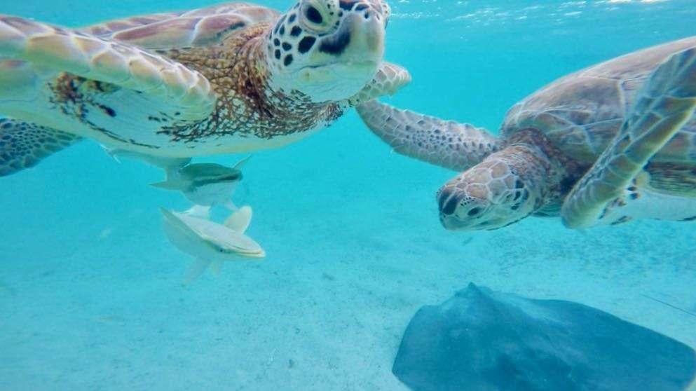 a turtle swimming underwater aboard SAMORU Yacht for Charter