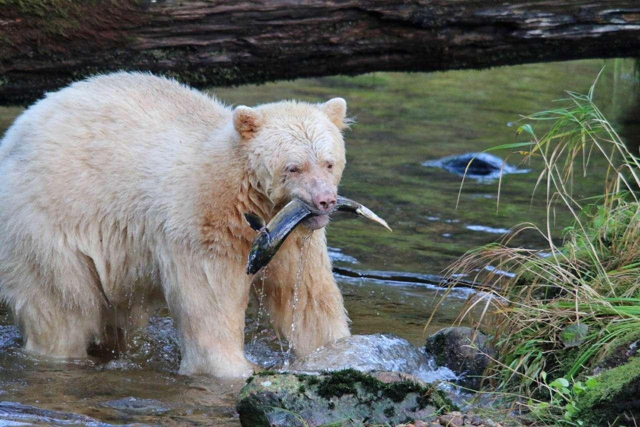 a polar bear in a river aboard PACIFIC YELLOWFIN Yacht for Charter