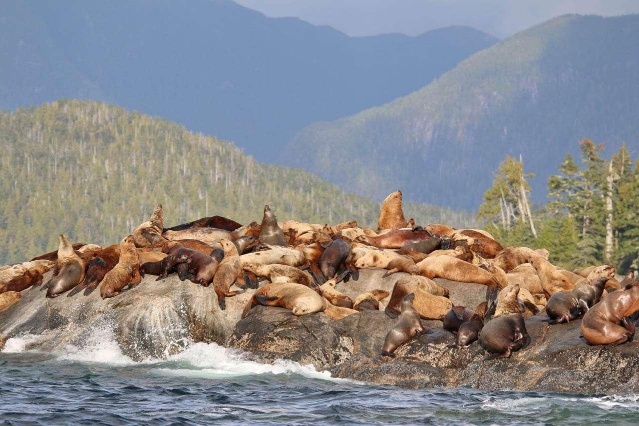 a group of seals basking in the sun on a rocky beach aboard PACIFIC YELLOWFIN Yacht for Charter