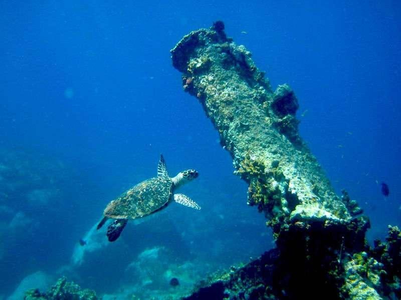 a group of fish swimming in the water aboard JALAPE&Ntilde;O Yacht for Charter