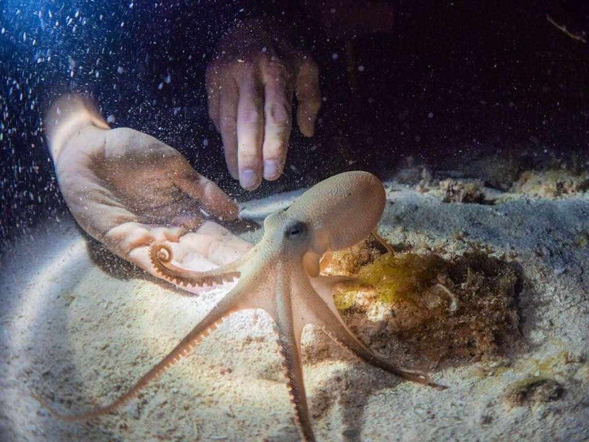 a hand holding a fish aboard BLACK TORTUGA Yacht for Charter
