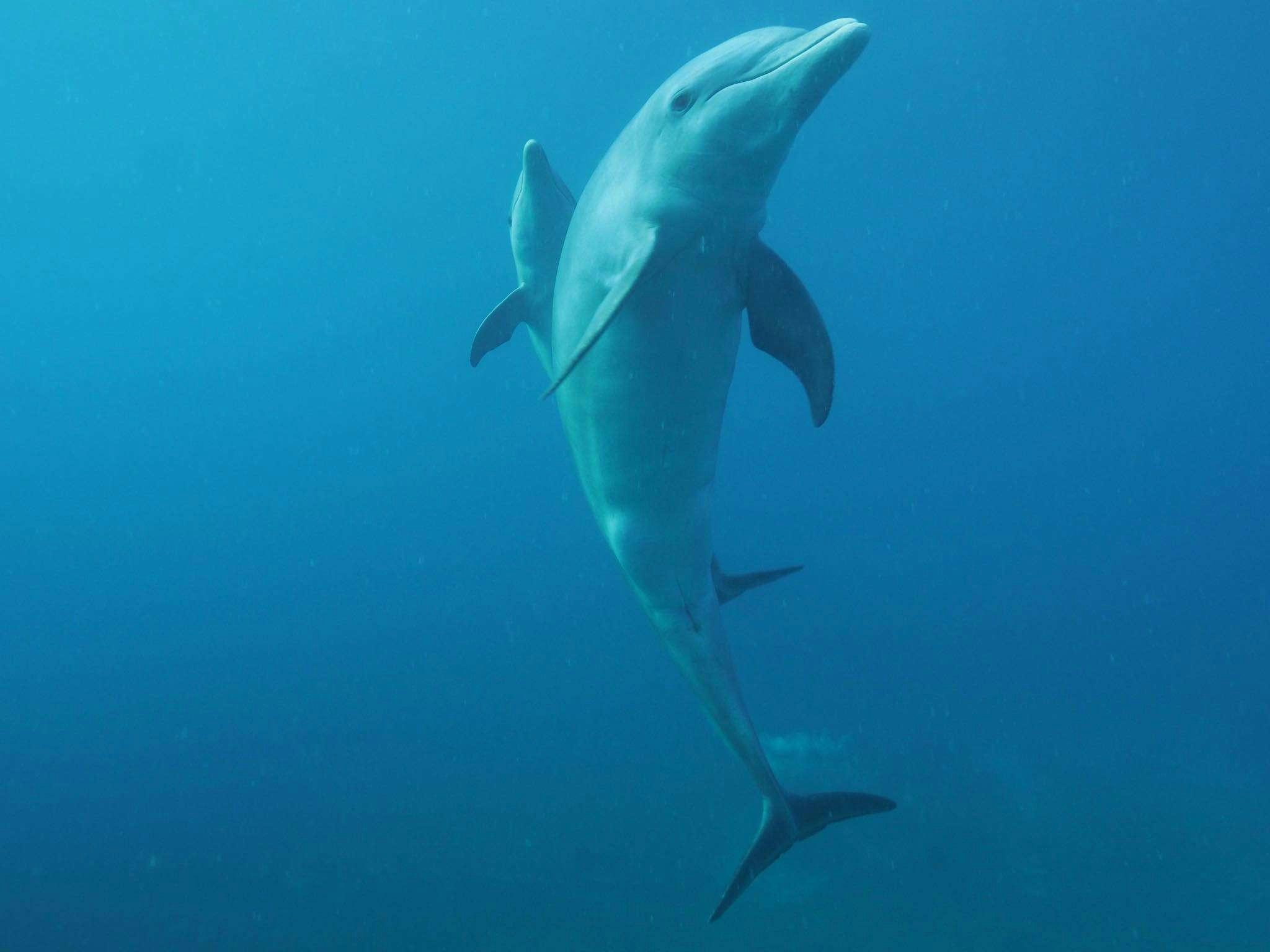 a shark swimming underwater aboard BLACK TORTUGA Yacht for Charter