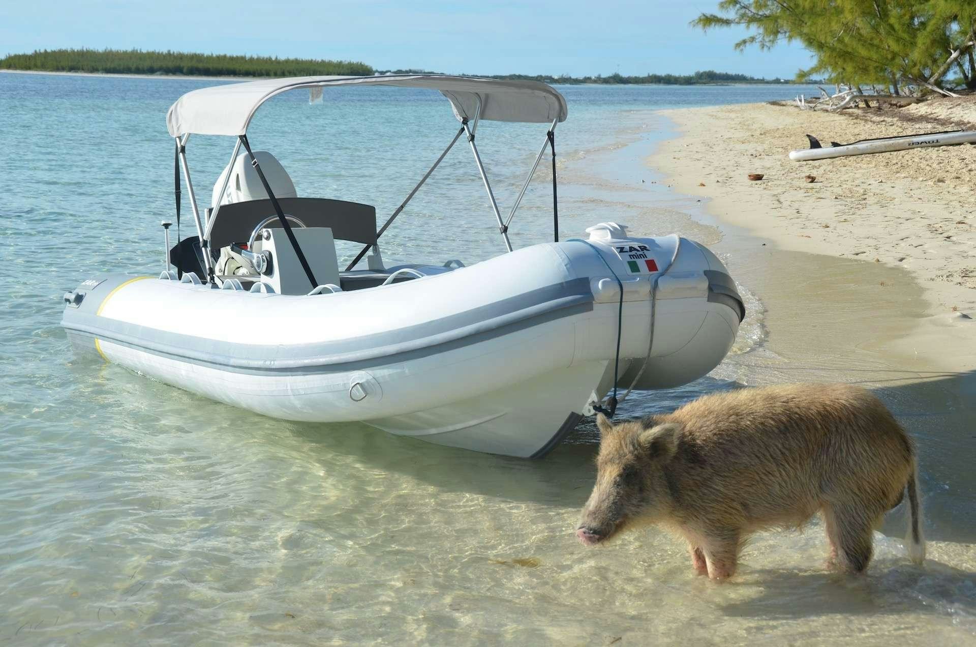 a dog standing next to a boat on a beach aboard CATATONIC 500 Yacht for Charter
