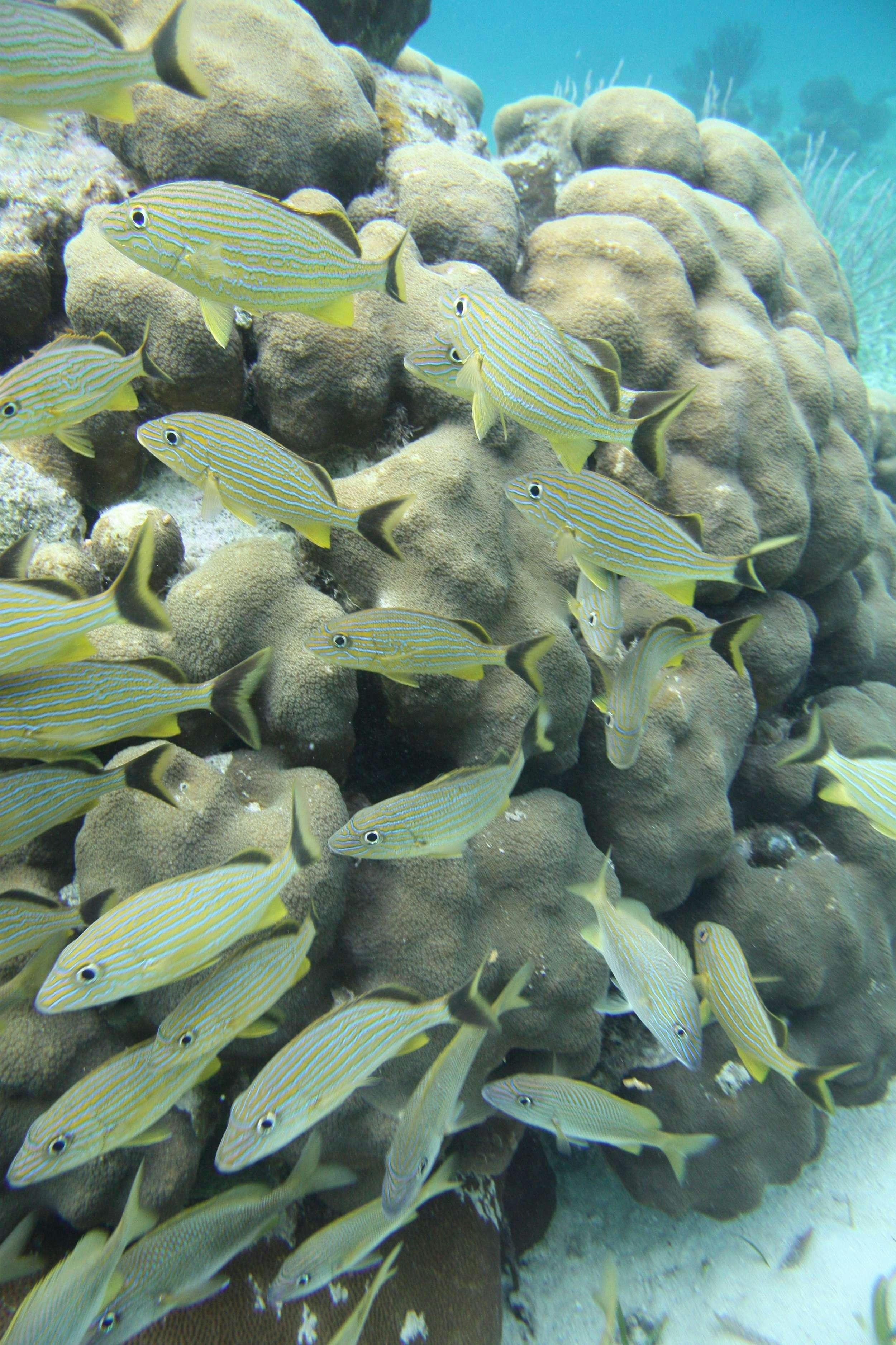 a school of fish swimming in a tank aboard Flojo Yacht for Charter
