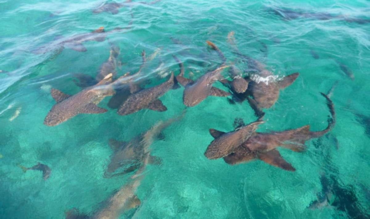 a group of fish swimming in the water aboard Flojo Yacht for Charter