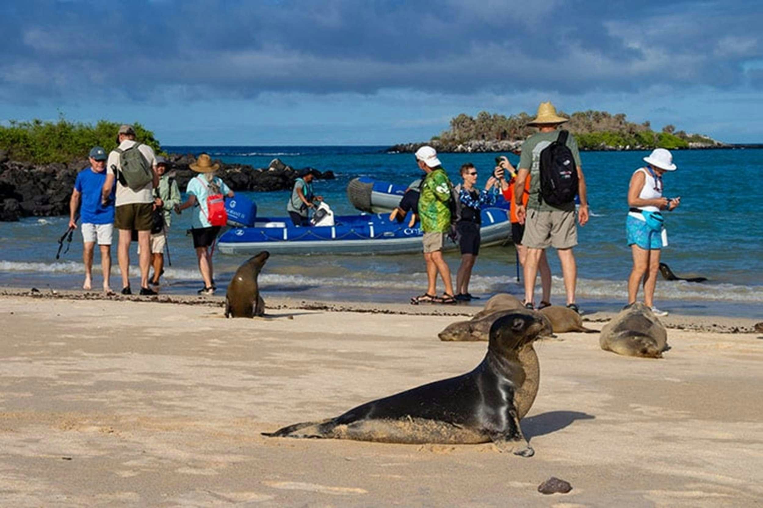 a group of people looking at a sea lion on a beach aboard CORMORANT II Yacht for Charter