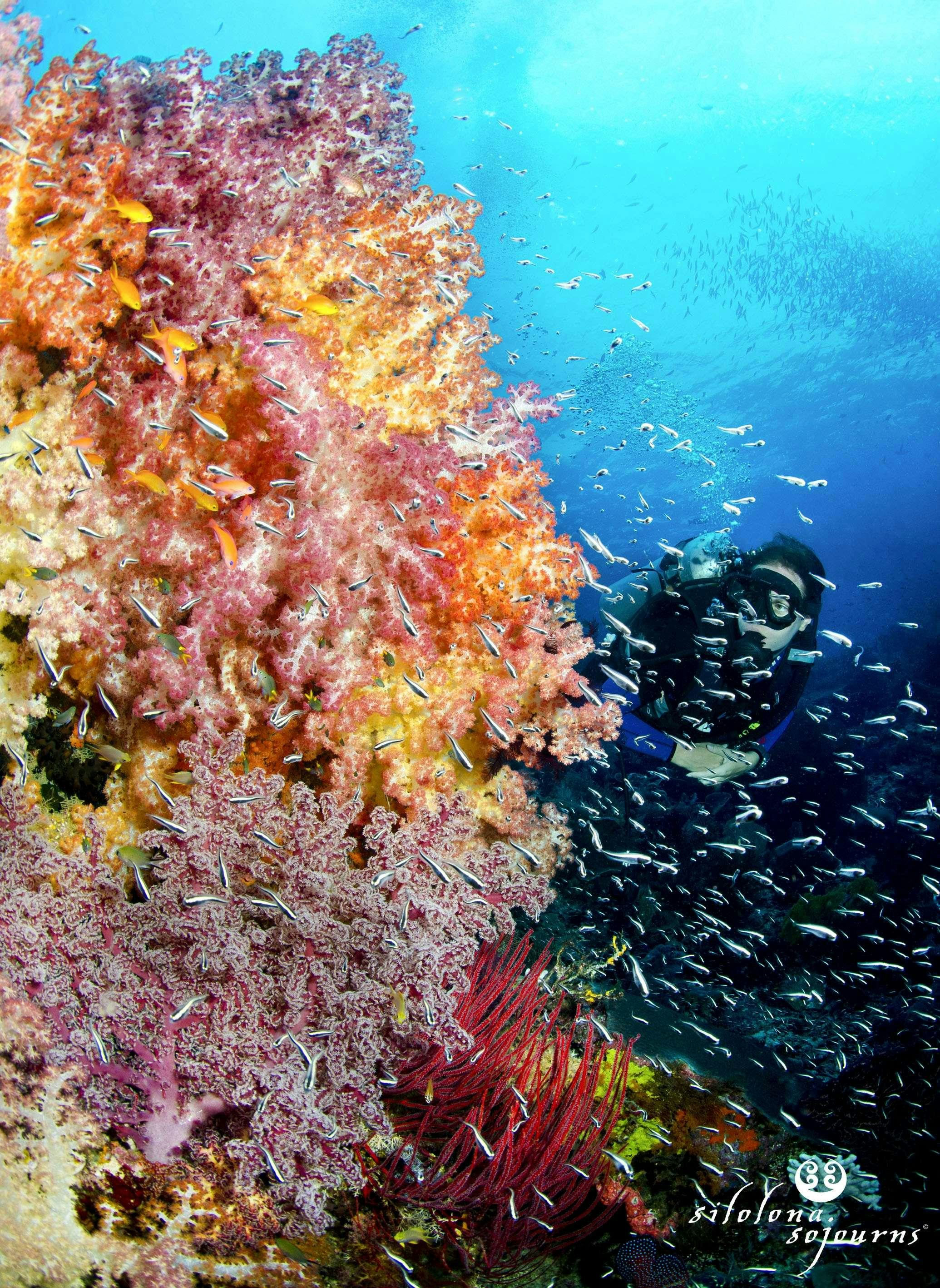 a person swimming under an orange and yellow sea creature aboard SILOLONA Yacht for Charter