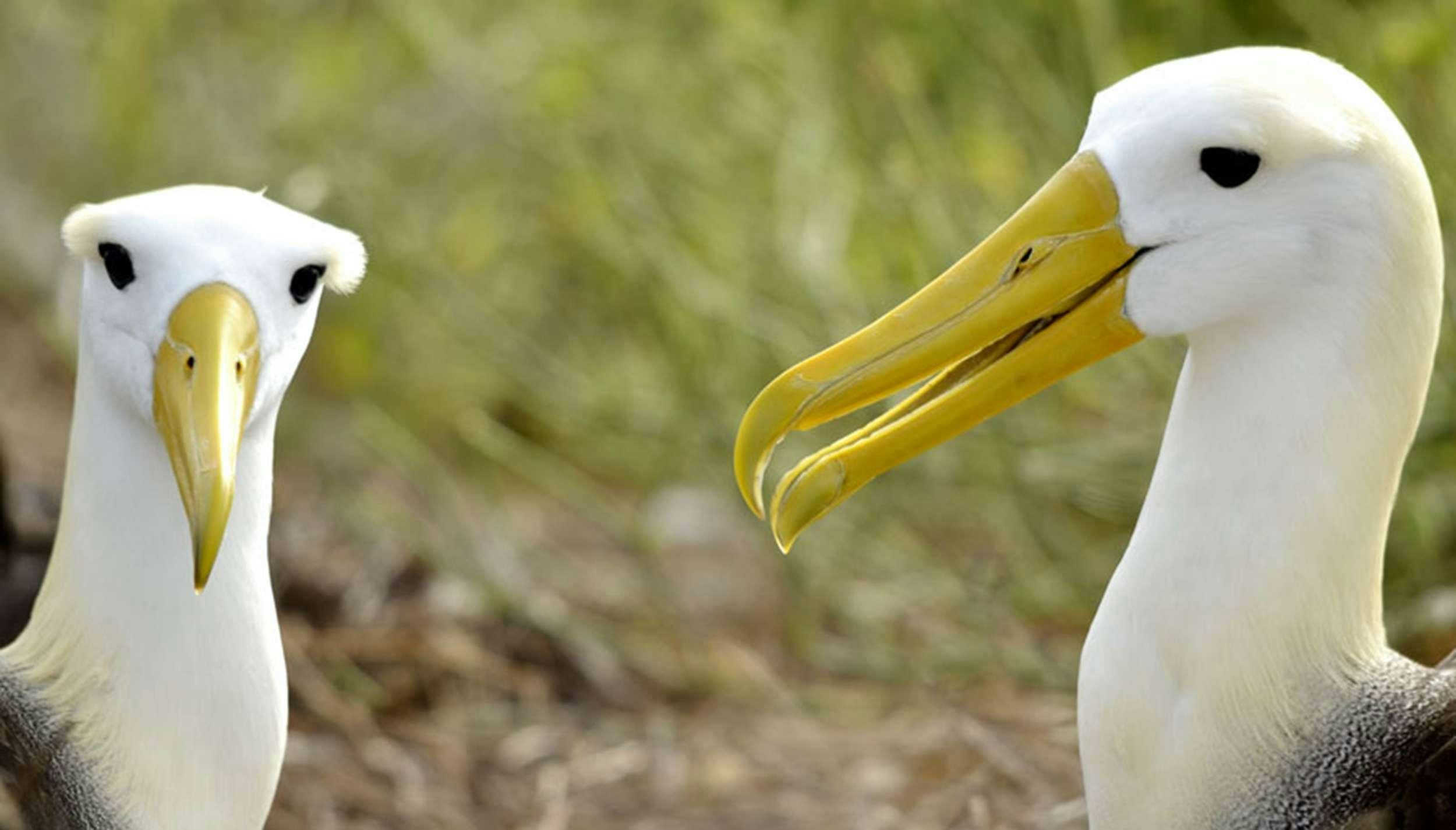 a white bird with a yellow beak aboard NATURAL PARADISE Yacht for Charter