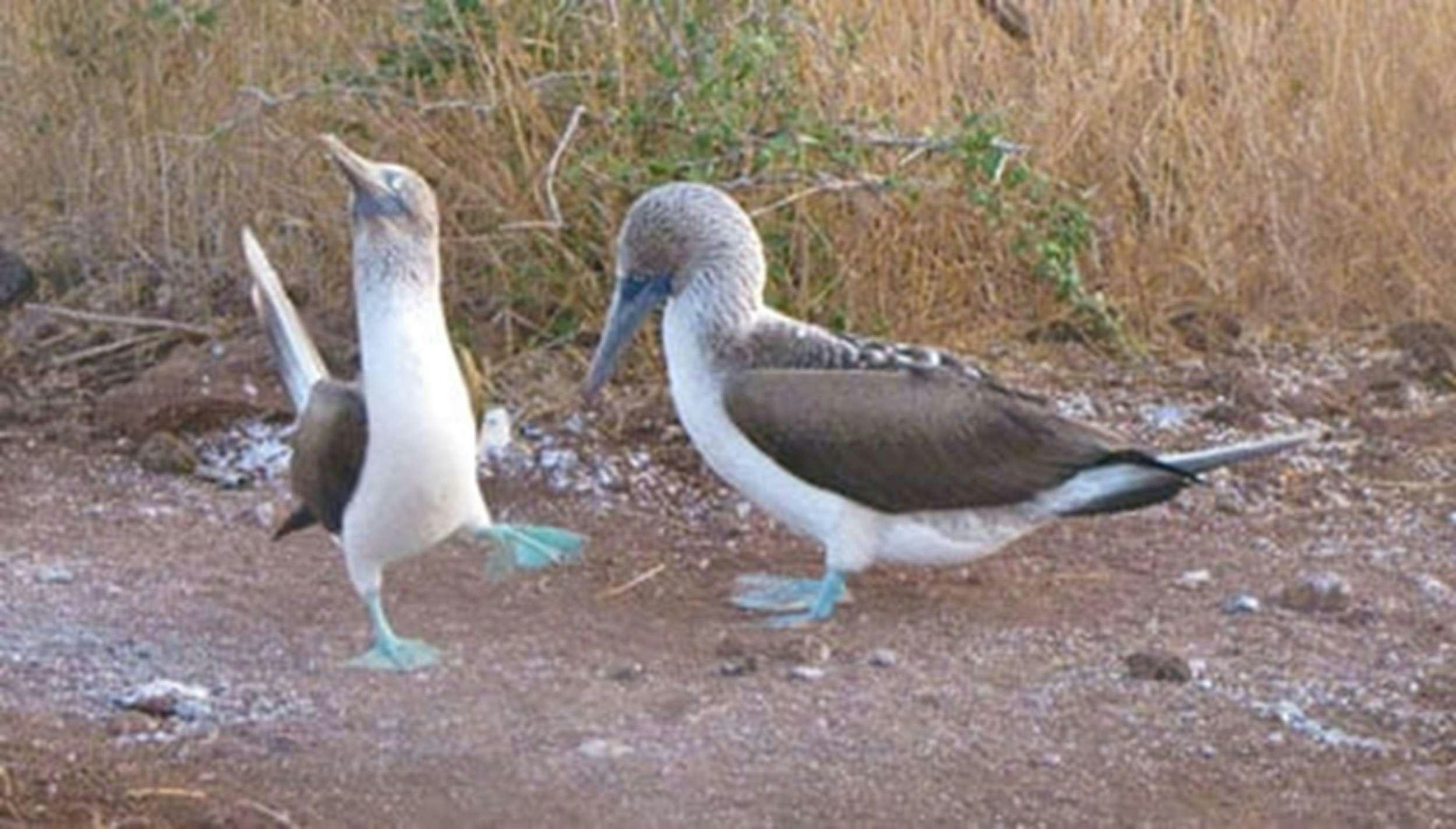 a couple of birds standing on a dirt road aboard NATURAL PARADISE Yacht for Charter