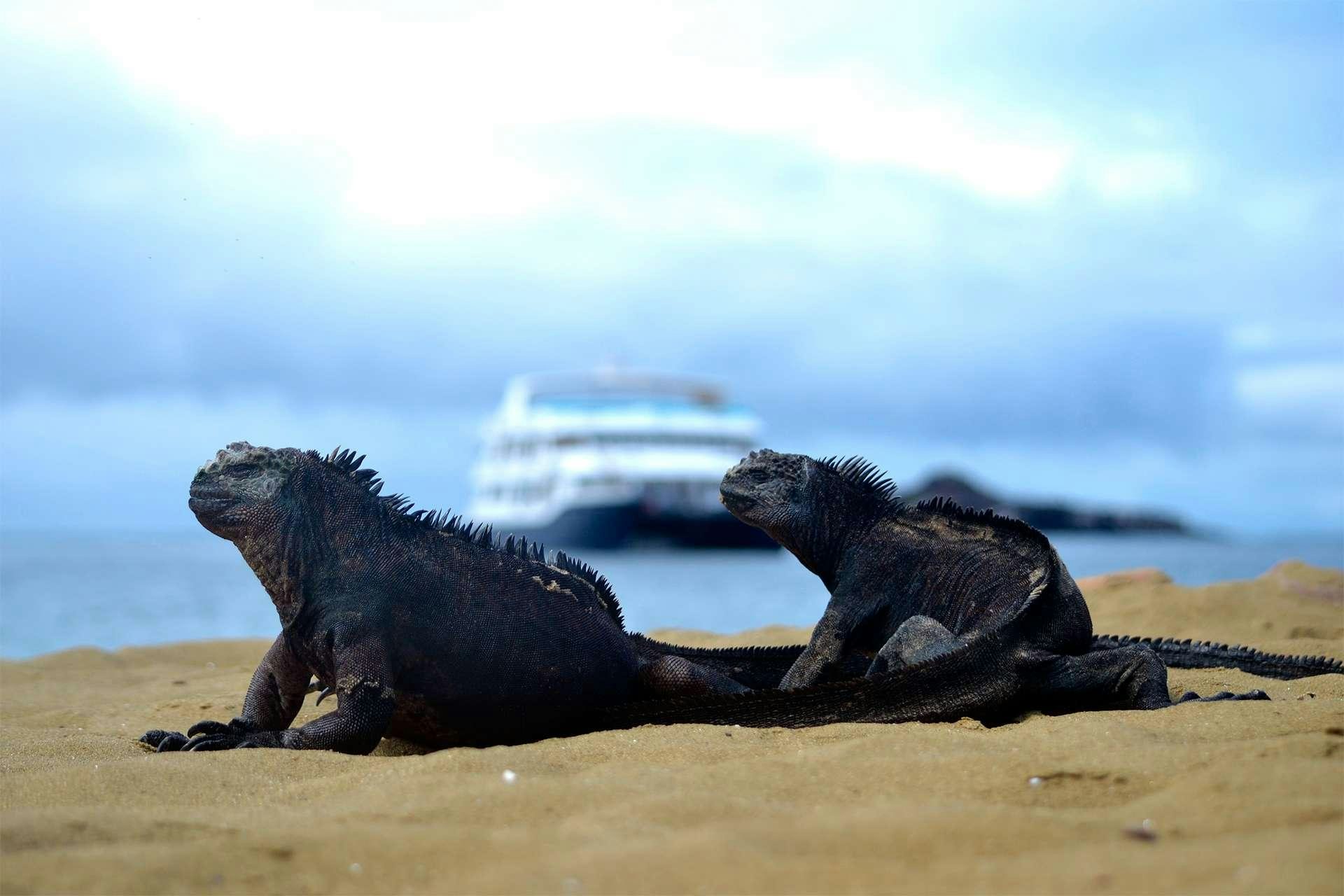 a couple of animals lying on the ground aboard CORMORANT Yacht for Charter