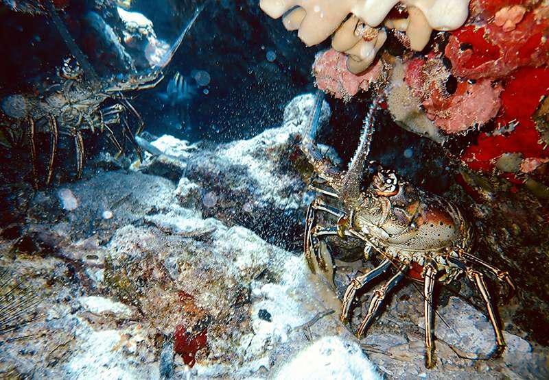a lobster in a tank aboard PELICAN Yacht for Charter