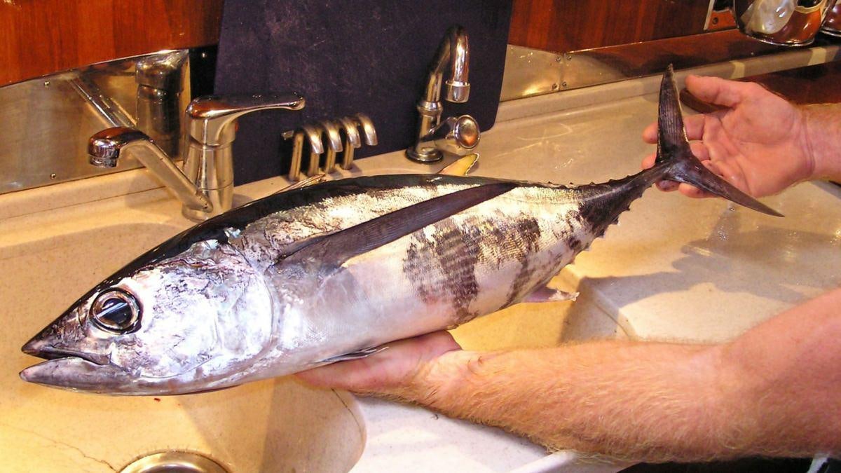 a person holding a fish aboard SHAITAN (65' SWAN) Yacht for Charter