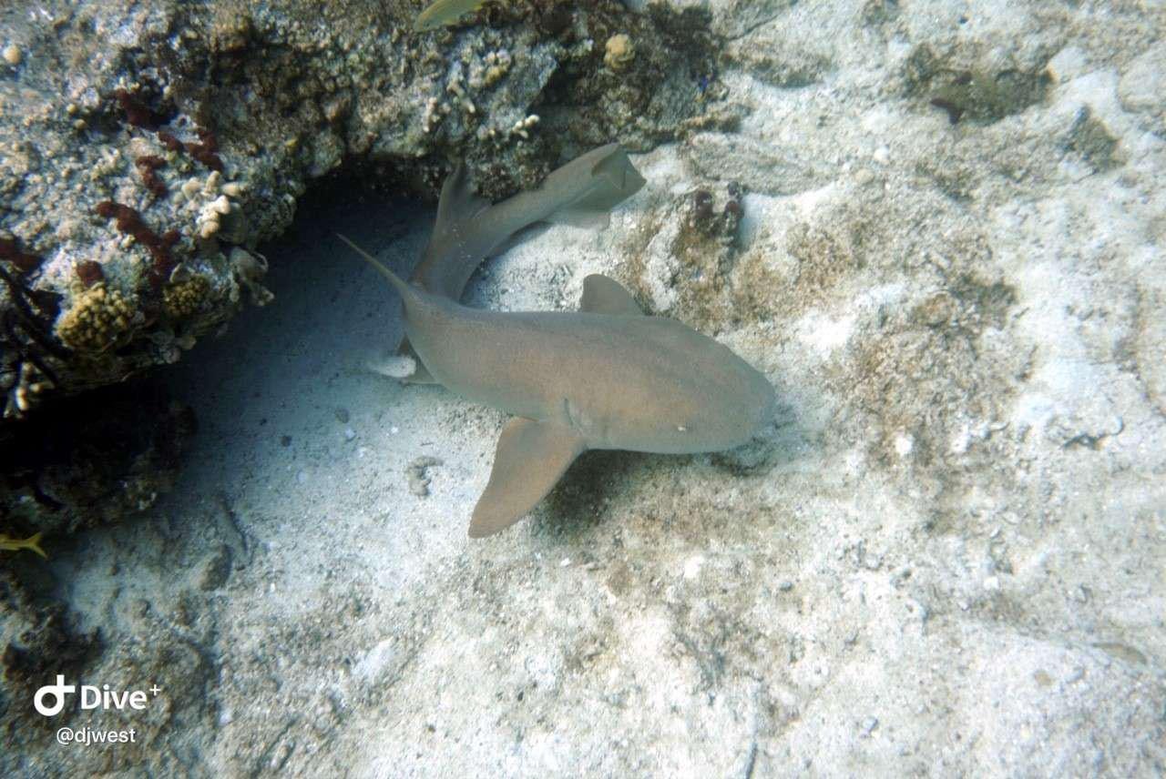 a fish swimming in the water aboard CHAOS INTERRUPTED Yacht for Charter