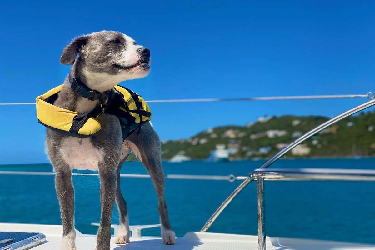 a dog on a boat aboard IREMIA Yacht for Charter