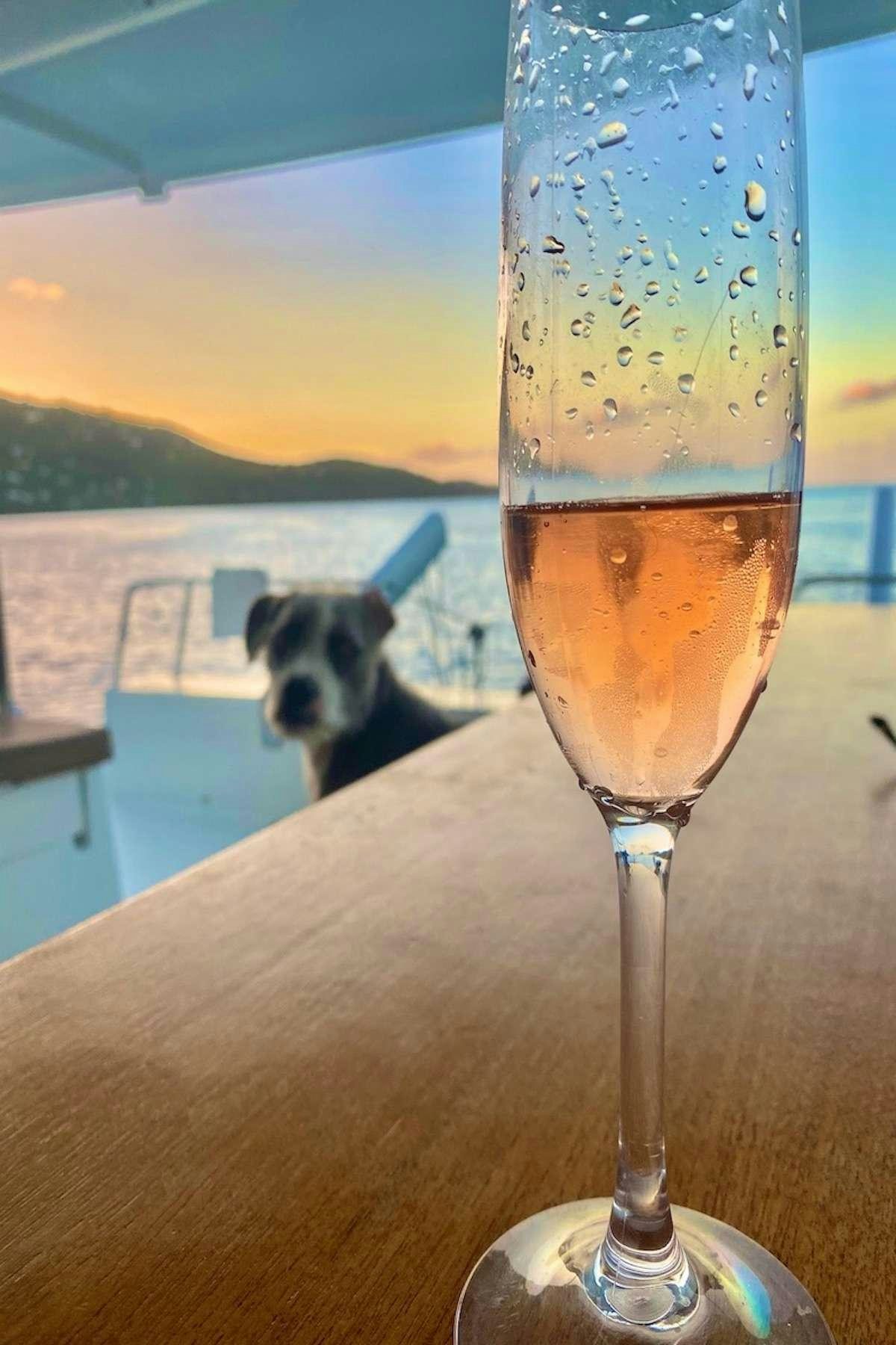 a glass of wine with a dog on the table aboard IREMIA Yacht for Charter