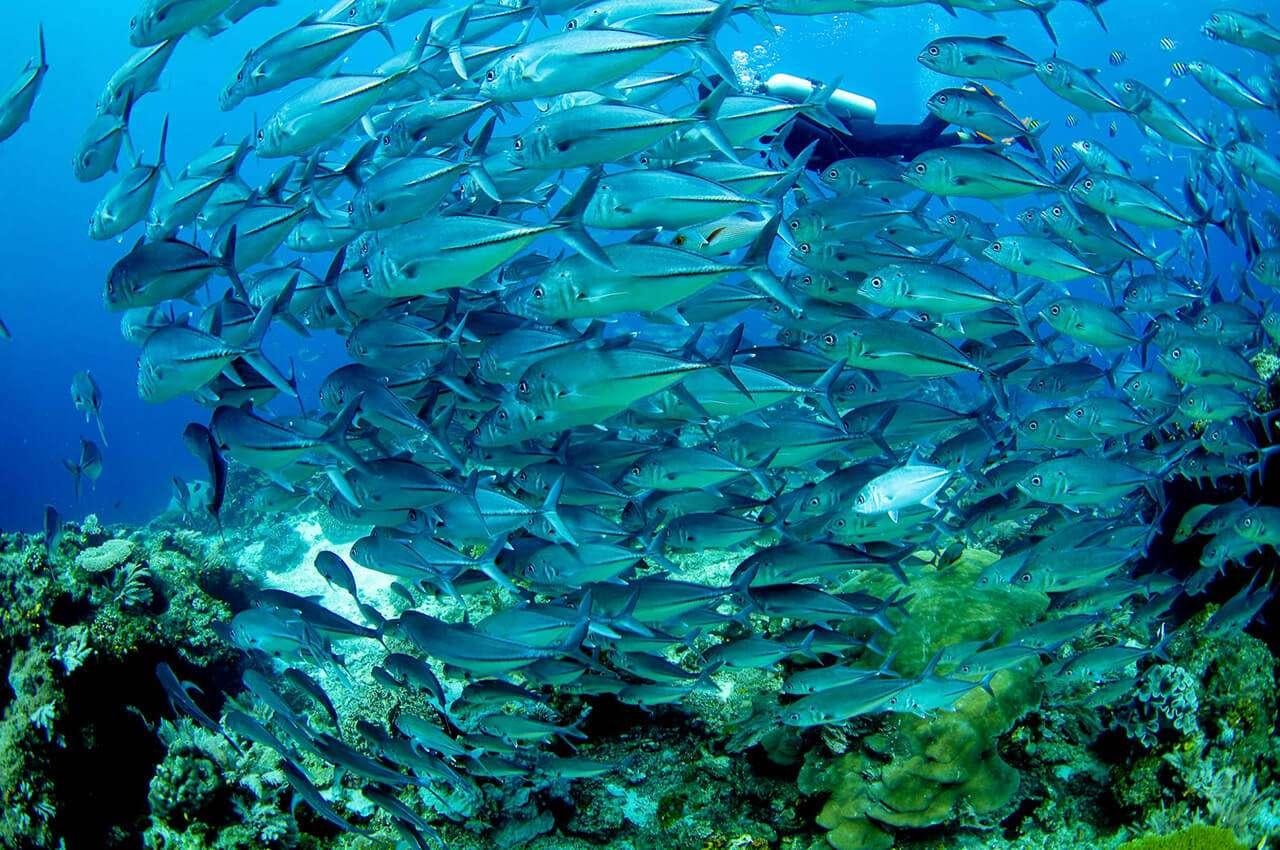 a school of fish swimming in the water aboard MERIDIAN ADVENTURE - RAJA AMPAT Yacht for Charter
