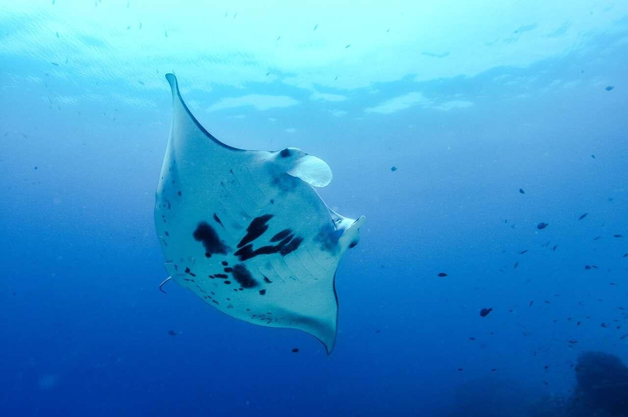 a shark swimming in the water aboard MERIDIAN ADVENTURE - RAJA AMPAT Yacht for Charter