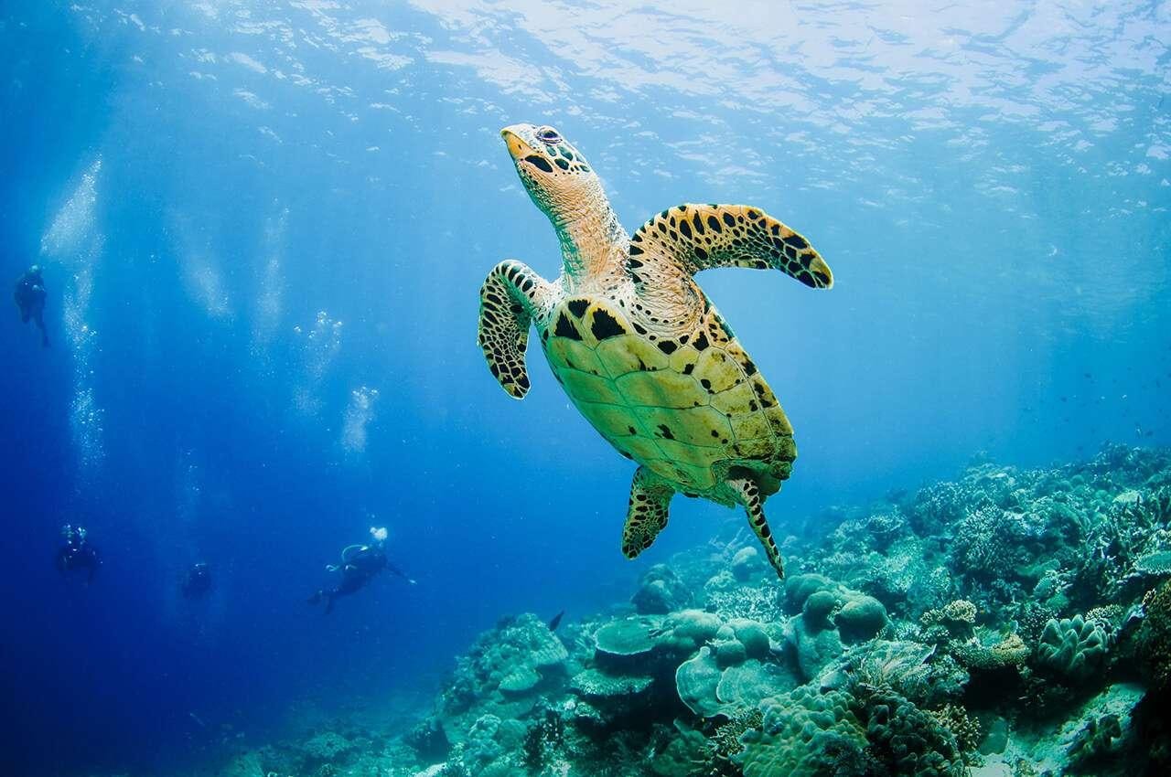 a turtle swimming underwater aboard MERIDIAN ADVENTURE - RAJA AMPAT Yacht for Charter