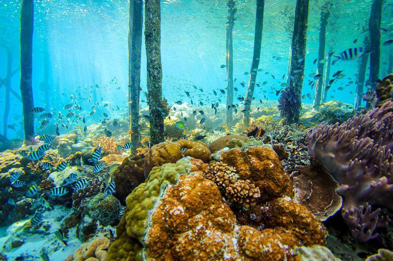 a pile of fish in a tank aboard MERIDIAN ADVENTURE - RAJA AMPAT Yacht for Charter