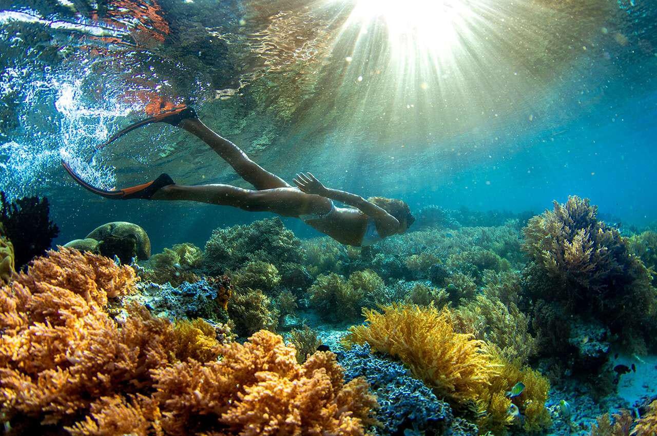 a couple of fish swimming in a tank with coral and fish aboard MERIDIAN ADVENTURE - RAJA AMPAT Yacht for Charter