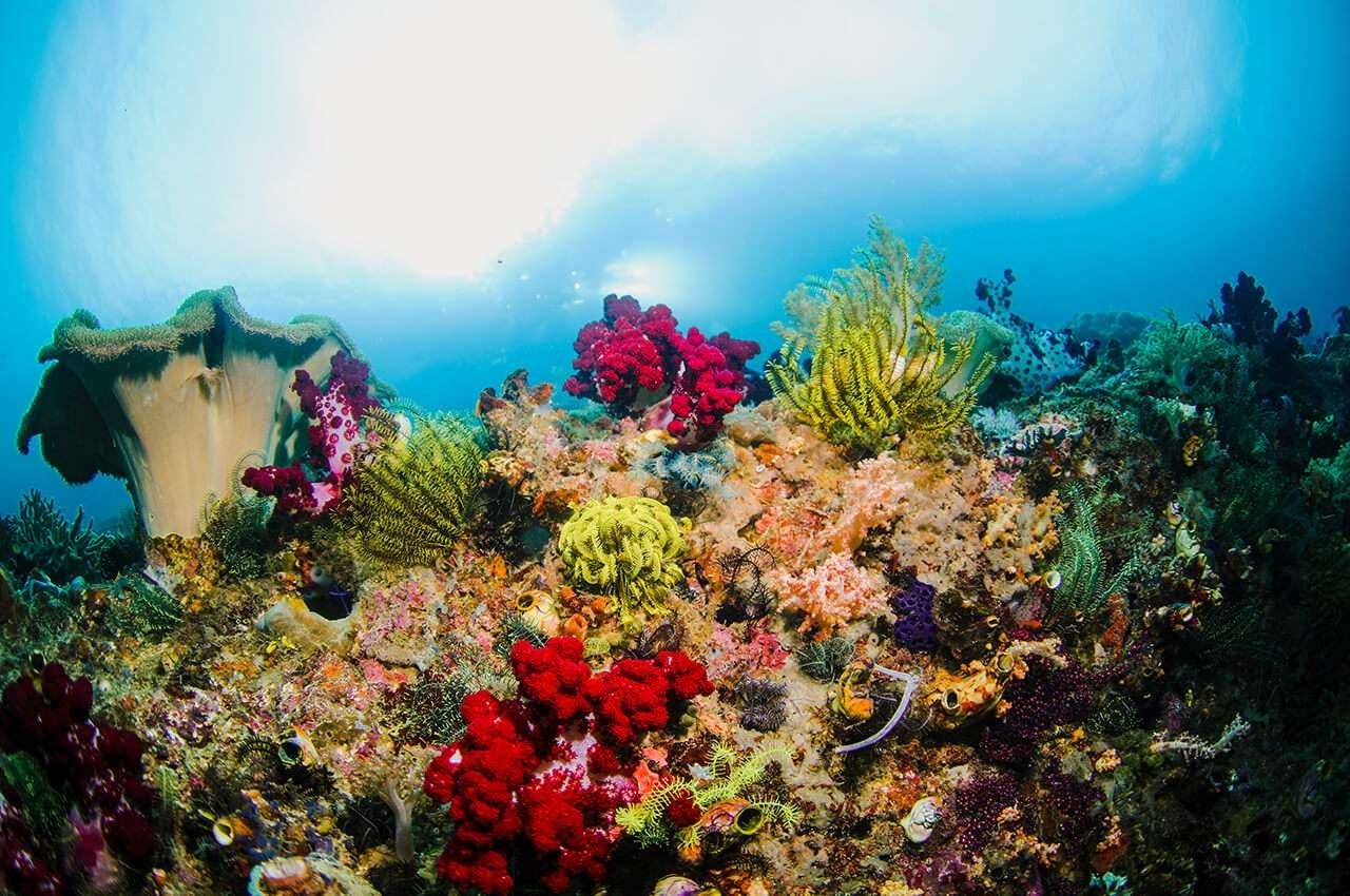 a coral reef with fish and plants aboard MERIDIAN ADVENTURE - RAJA AMPAT Yacht for Charter