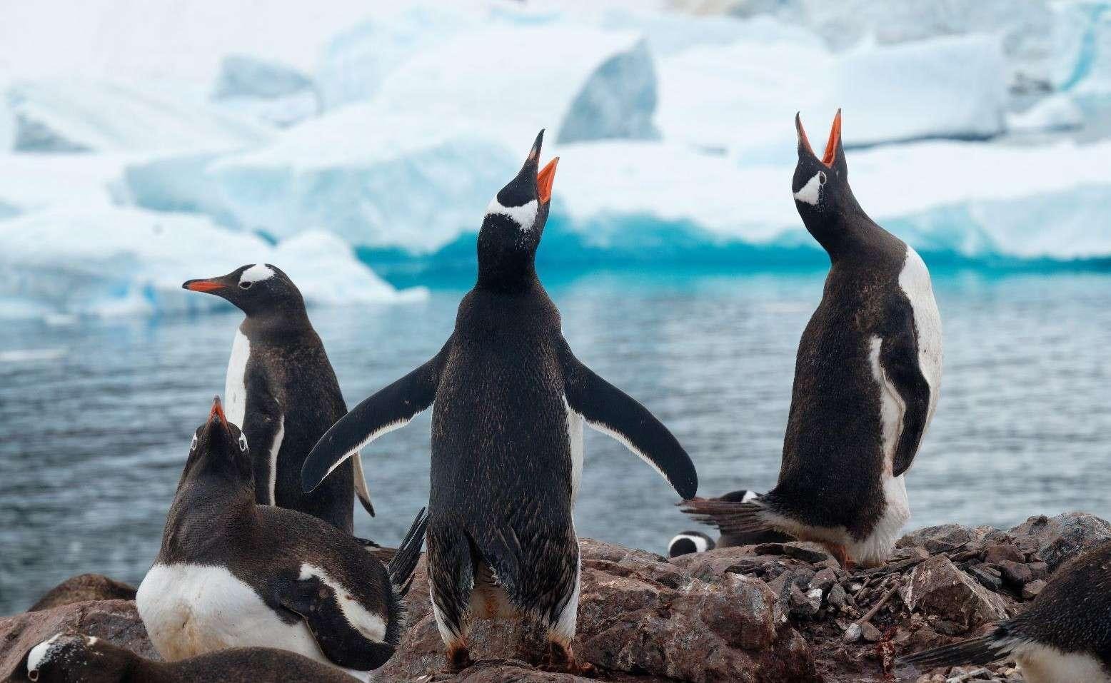 penguins standing on a rock aboard TANANA Yacht for Charter