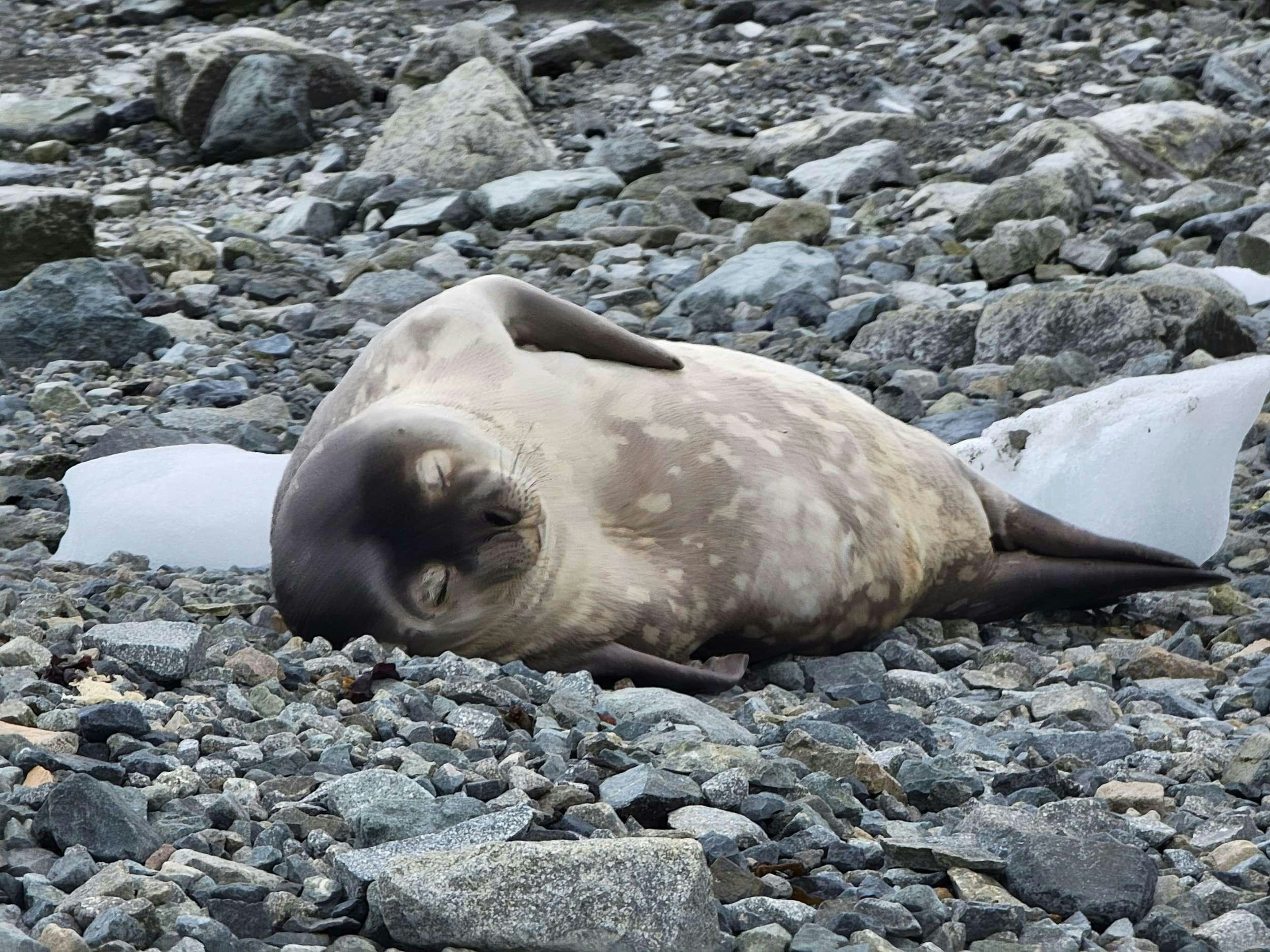 a seal lying on rocks aboard TANANA Yacht for Charter