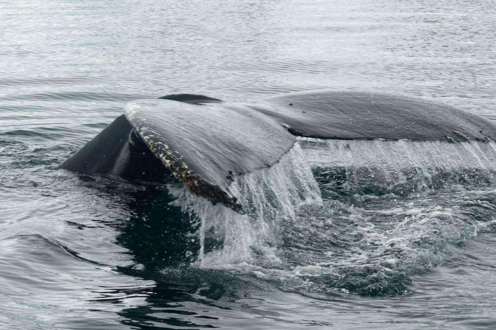 a large rock in the water aboard TANANA Yacht for Charter