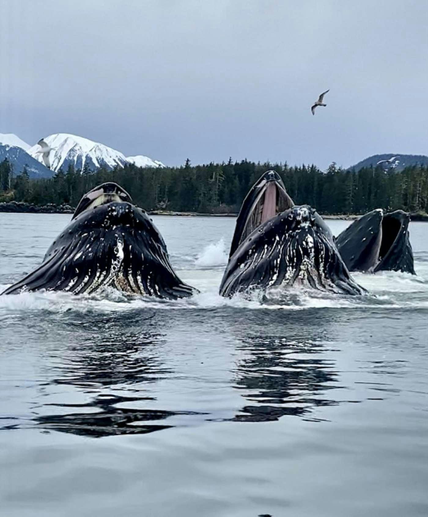 a group of whales in the water aboard BEAR PAW Yacht for Charter