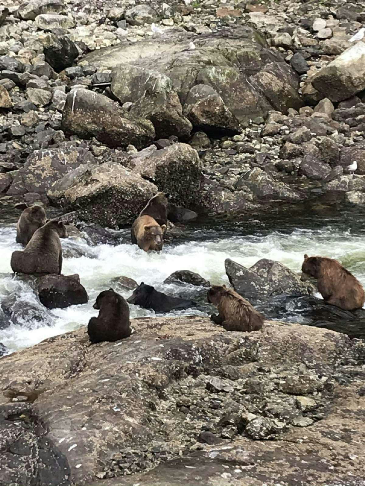 a group of otters playing in water aboard BEAR PAW Yacht for Charter
