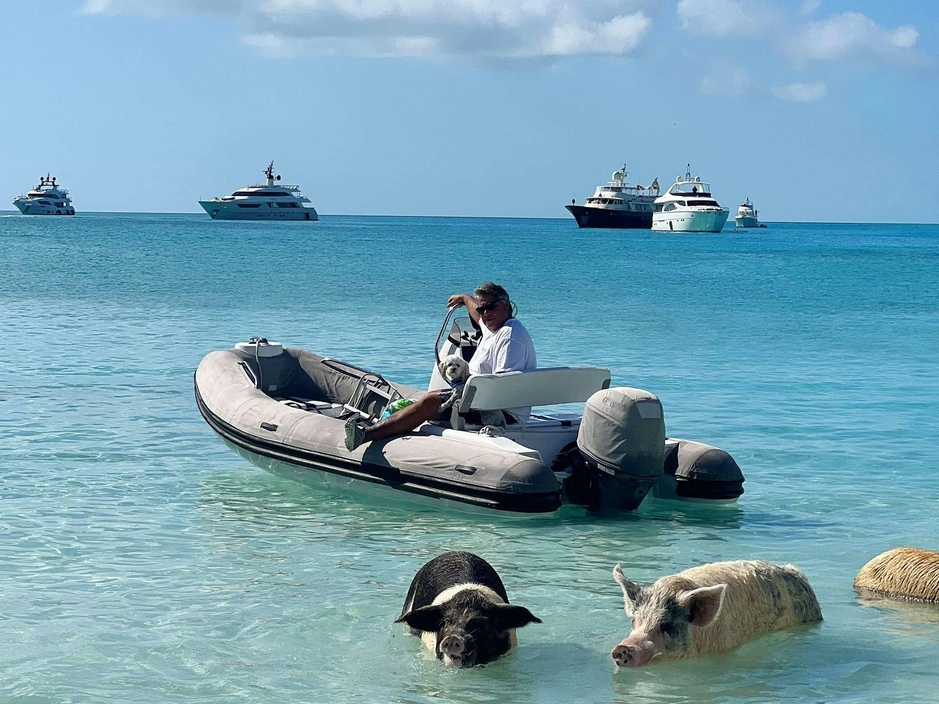 a group of animals in the water aboard BLUE CAT Yacht for Charter