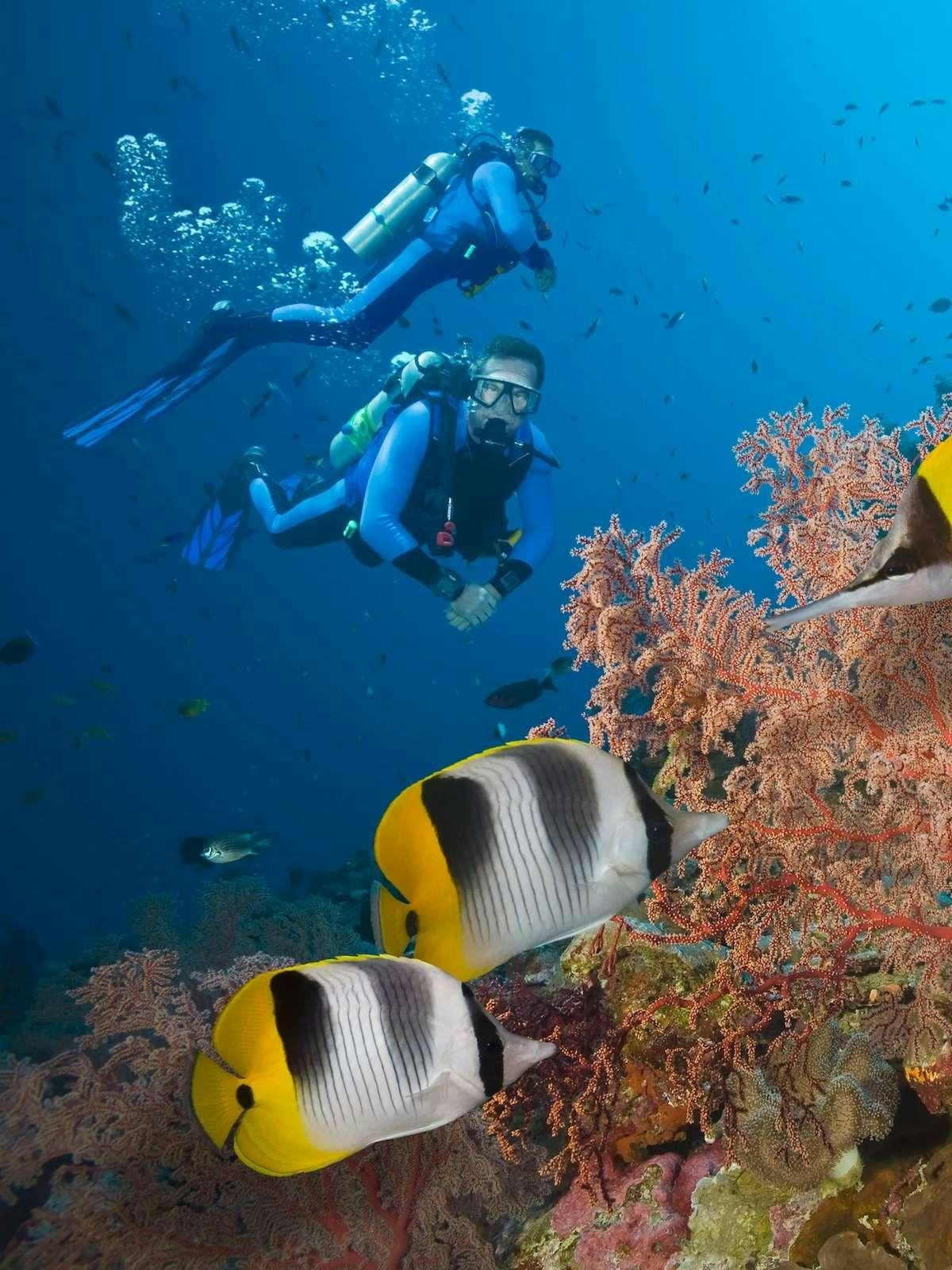 a group of scuba divers swimming in the water aboard TRU NORTH Yacht for Charter