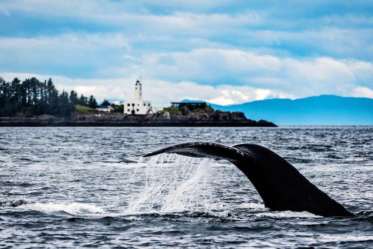 a whale jumping out of the water aboard DAUNTLESS Yacht for Charter