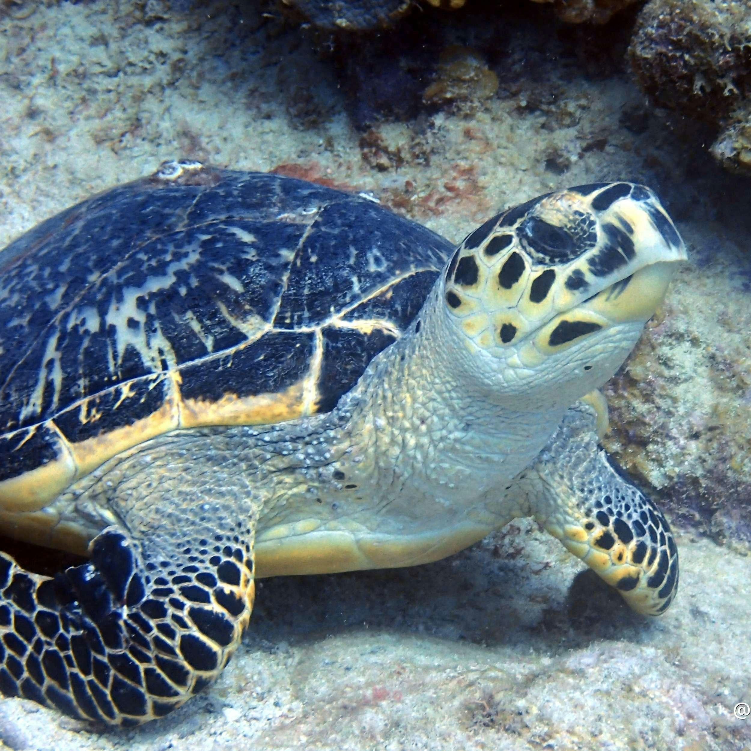 a turtle swimming in water aboard SOME KIND OF WONDERFUL Yacht for Charter