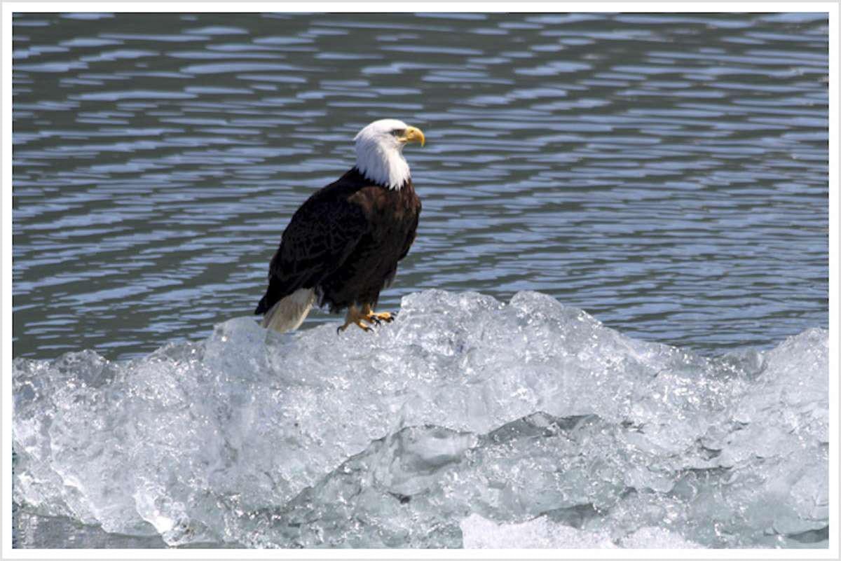 a bird on a rock aboard DISCOVERY Yacht for Charter