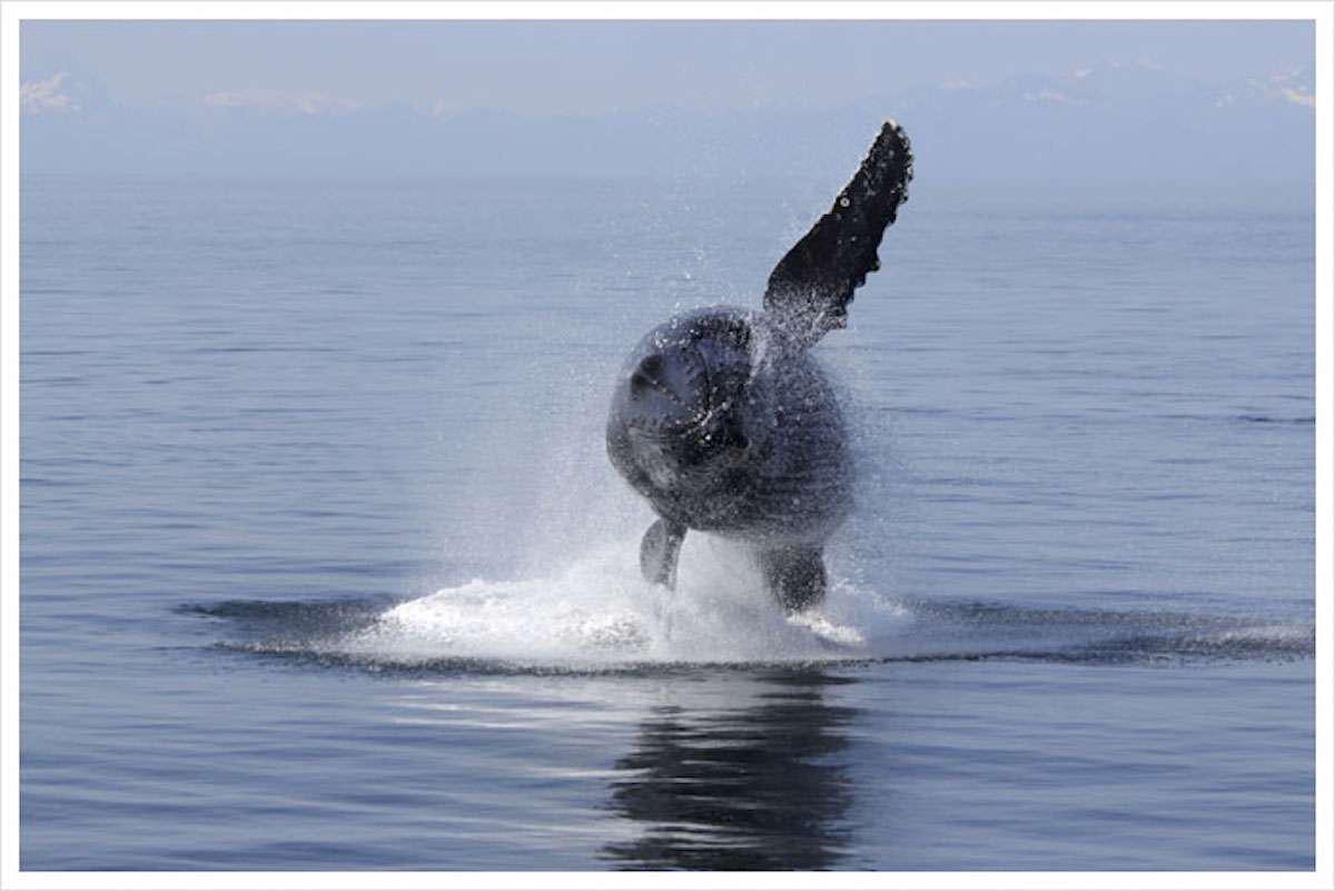 a whale jumping out of the water aboard DISCOVERY Yacht for Charter
