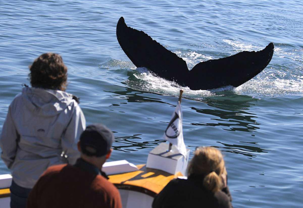 a whale jumping out of the water aboard DISCOVERY Yacht for Charter