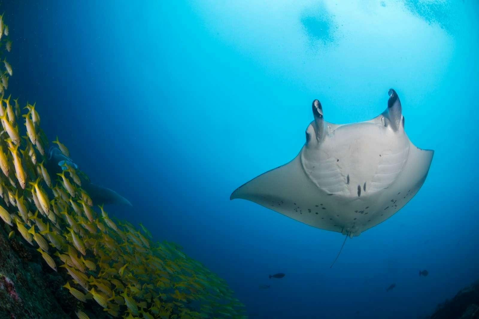 a fish swimming in the water aboard WHITE PEARL Yacht for Charter